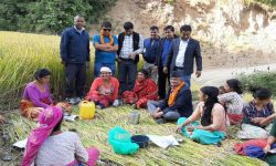 उम्मेदवार प्रचारमा, मतदाता खेतमा