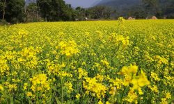 पँहेलै फुलेको तोरीबाली !