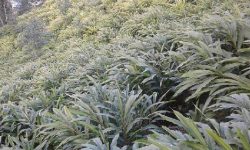 अलैँचीबाट आत्मनिर्भर बन्दै माछापुच्छ्रे गाउँपालिका