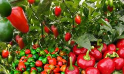 घरका छतभरि राताम्य खुर्सानी