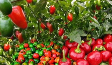 घरका छतभरि राताम्य खुर्सानी