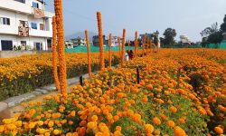 फूलमा टिकटक बनाउँदै !