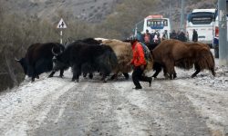 चौँरी गाई !