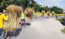 धान स्याहार्न ब्यस्त किसान !