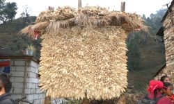 मकैको सुली !