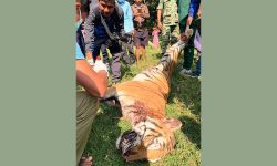 बर्दियामा पाटे बाघ मृत फेला