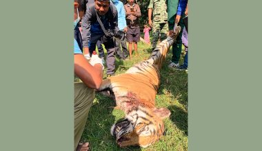 बर्दियामा पाटे बाघ मृत फेला