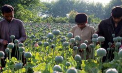 अफगानिस्तानमा मौलाय‍ो अफिम खेती