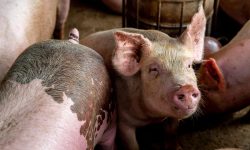 कैलालीमा पनि देखियो अफ्रिकन स्वाइन फिभर