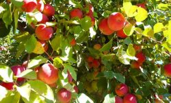 मुस्ताङबाट यस वर्ष ५० करोडको स्याउ निकासी