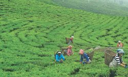 वनमाराले ढाकेका जमिनमा चिया बगान