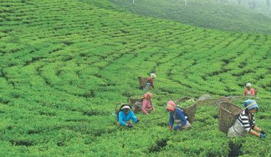 वनमाराले ढाकेका जमिनमा चिया बगान