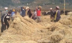 दाइँ लगाउने चलन हराउँदै