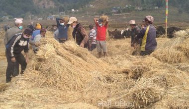 दाइँ लगाउने चलन हराउँदै