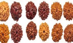 कुन रुद्राक्ष धारण गर्नाले कस्तो फाइदा हुन्छ ?