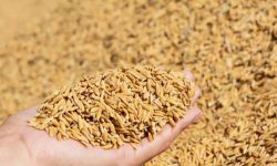 बागलुङमा धान उत्पादन घट्यो