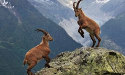 अतिक्रमणको चपेटामा सिकार आरक्षण केन्द्र