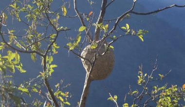 गाउँघरमा देखिन छोड्यो अरिङ्गालको गोला