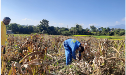 धान–गहुँ फल्ने खेतमा अब बेसारखेती