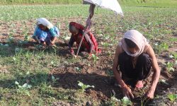 आम्दानीको मुख्य स्रोत तरकारी खेती