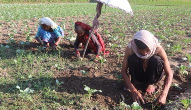 आम्दानीको मुख्य स्रोत तरकारी खेती