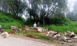 युपीको मथुरामा २९ गाई मृत फेला