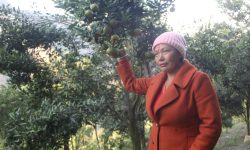 दोसल्ले गाउँमा बोटबाटै सुन्तला बिक्री