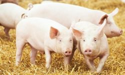 अफ्रिकन स्वाइन फिभरले रित्तोयो बङ्गुर फार्म