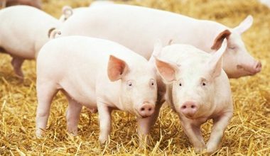 अफ्रिकन स्वाइन फिभरले रित्तोयो बङ्गुर फार्म