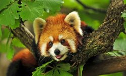 चोरी सिकारीका कारण रेडपाण्डा जोगाउन समस्या