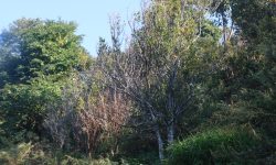 रोगले सुन्तला सखाप भएपछि तरकारी खेती गर्दै किसान