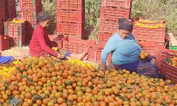 तनहुँमा सुन्तला बिक्रीको तयारी गर्दै कृषक !