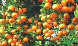 तनहुँमा सुन्तला उत्पादन घट्दा किसान चिन्तित