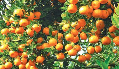 तनहुँमा सुन्तला उत्पादन घट्दा किसान चिन्तित