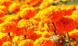 सयपत्री बिक्री गरेरै आठ लाख आम्दानी