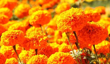 सयपत्री बिक्री गरेरै आठ लाख आम्दानी