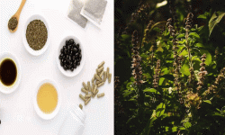 तुलसीको मूल्य ?