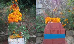 तुलसी र दामोदरको विवाह गरी मनाइयो हरिबोधिनी एकादशी पर्व