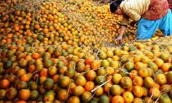 नारच्याङको सुन्तला चिस्यान गृहमा भण्डारण