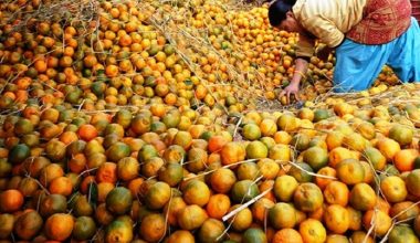 नारच्याङको सुन्तला चिस्यान गृहमा भण्डारण