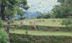 पर्वतमा बाँदर आतंक : किसानलाई हिउँदे बालीनाली जोगाउनै हम्मे