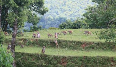 पर्वतमा बाँदर आतंक : किसानलाई हिउँदे बालीनाली जोगाउनै हम्मे