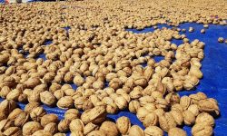 ओखरखेतीमा जुम्लाका किसान आकर्षित