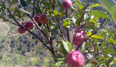 जुम्ली स्याउलाई बजारीकरणको अभाव