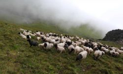 भेडाच्याङ्ग्राको गोठ सार्दै पशुपालक