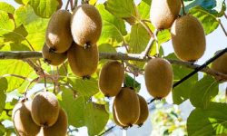 किवी बिक्री नहुँदा किसान चिन्तामा