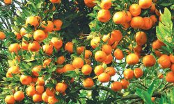 यस वर्ष सुन्तलाको उत्पादन बढ्यो