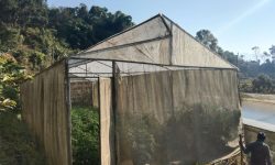 प्लास्टिक टनेलमा कालो लेउको समस्या