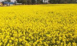 बारामा तेलहन खेती बढ्यो