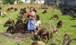 भेडाबाख्रा पाल्न चरन क्षेत्रको अभाव